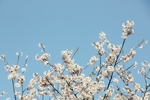 满树梨花