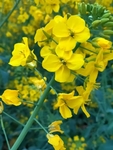 油菜花