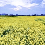 油菜花