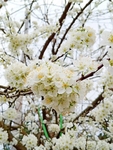 樱桃花
