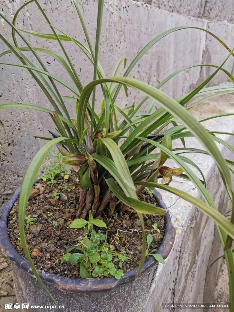 花草