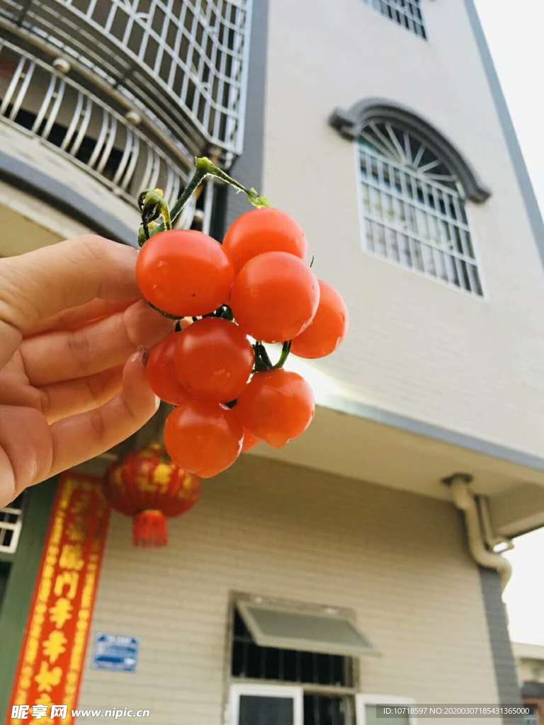 小番茄