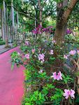 鲜花