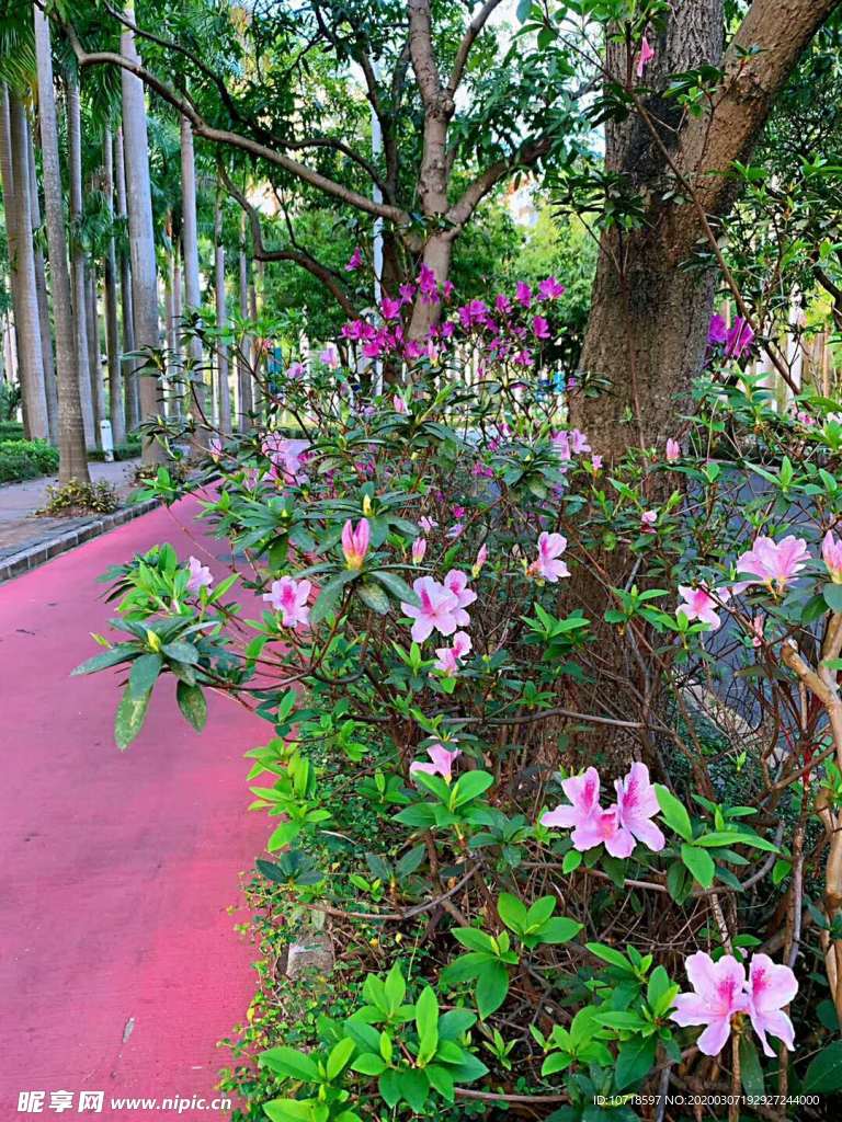 鲜花