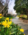 鲜花