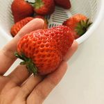 草莓