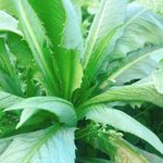 油麦菜