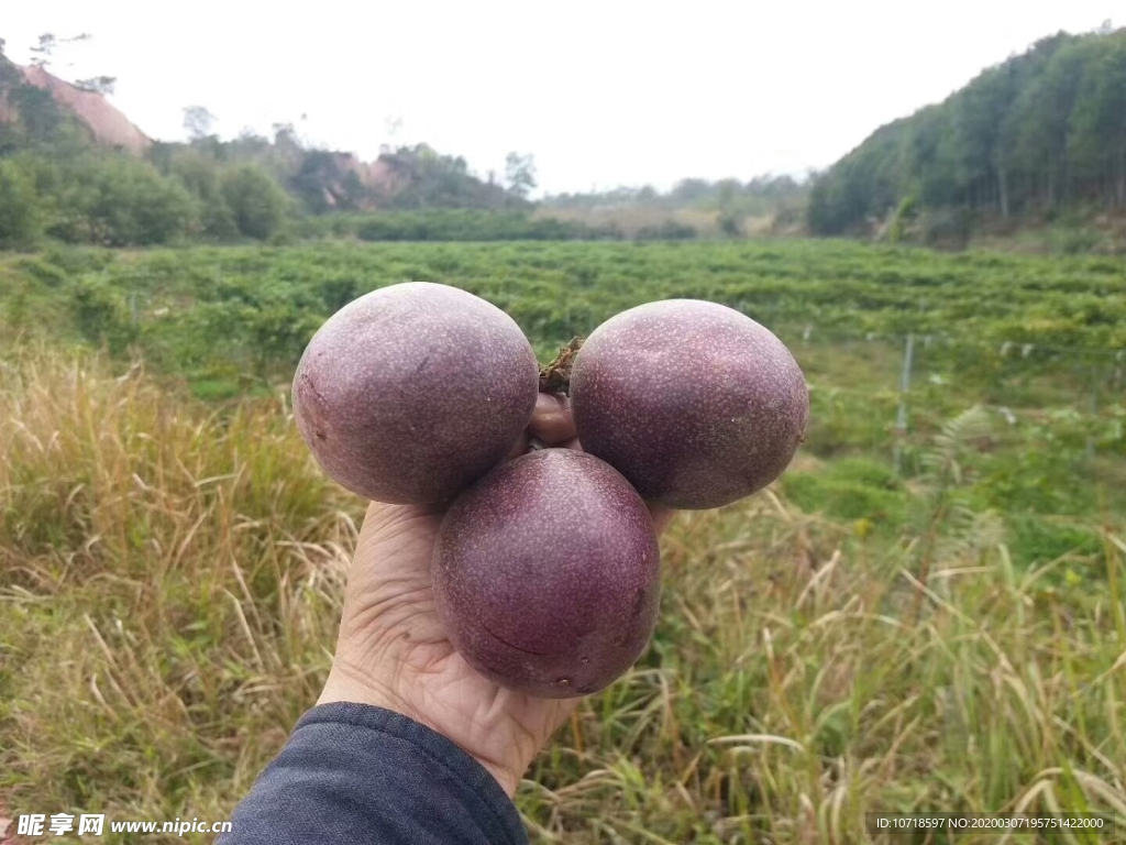 百香果