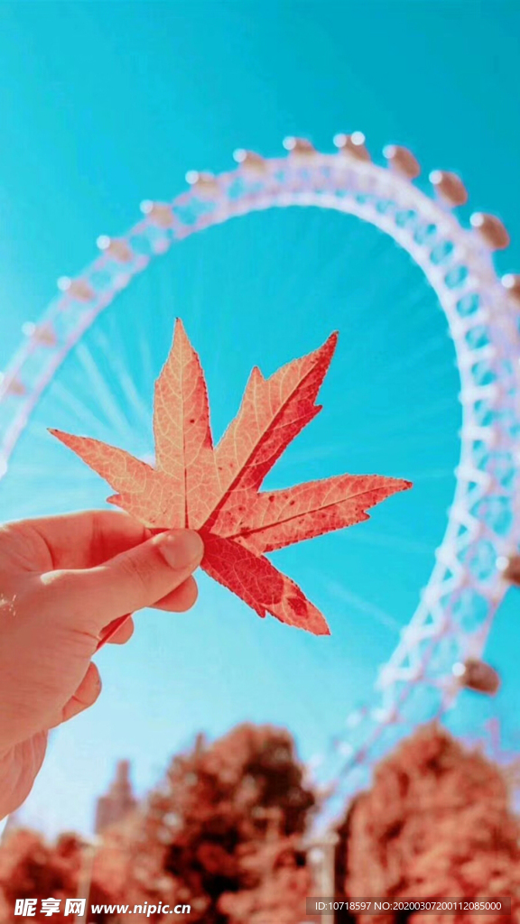 枫叶