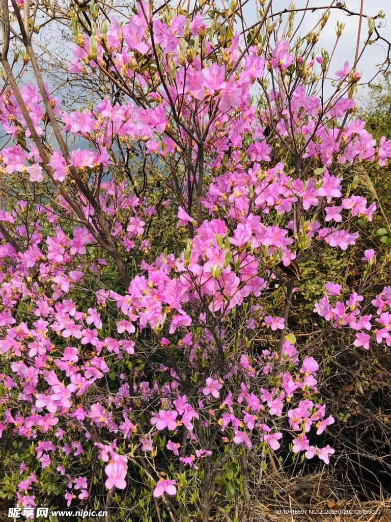 鲜花