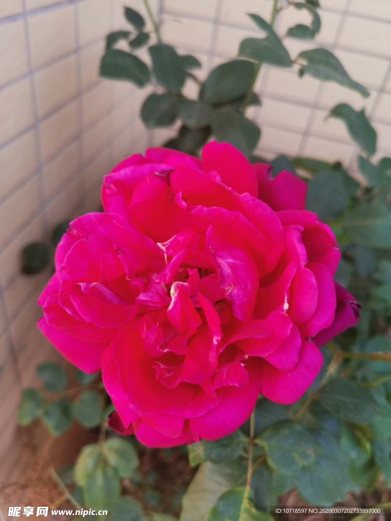 鲜花 花朵