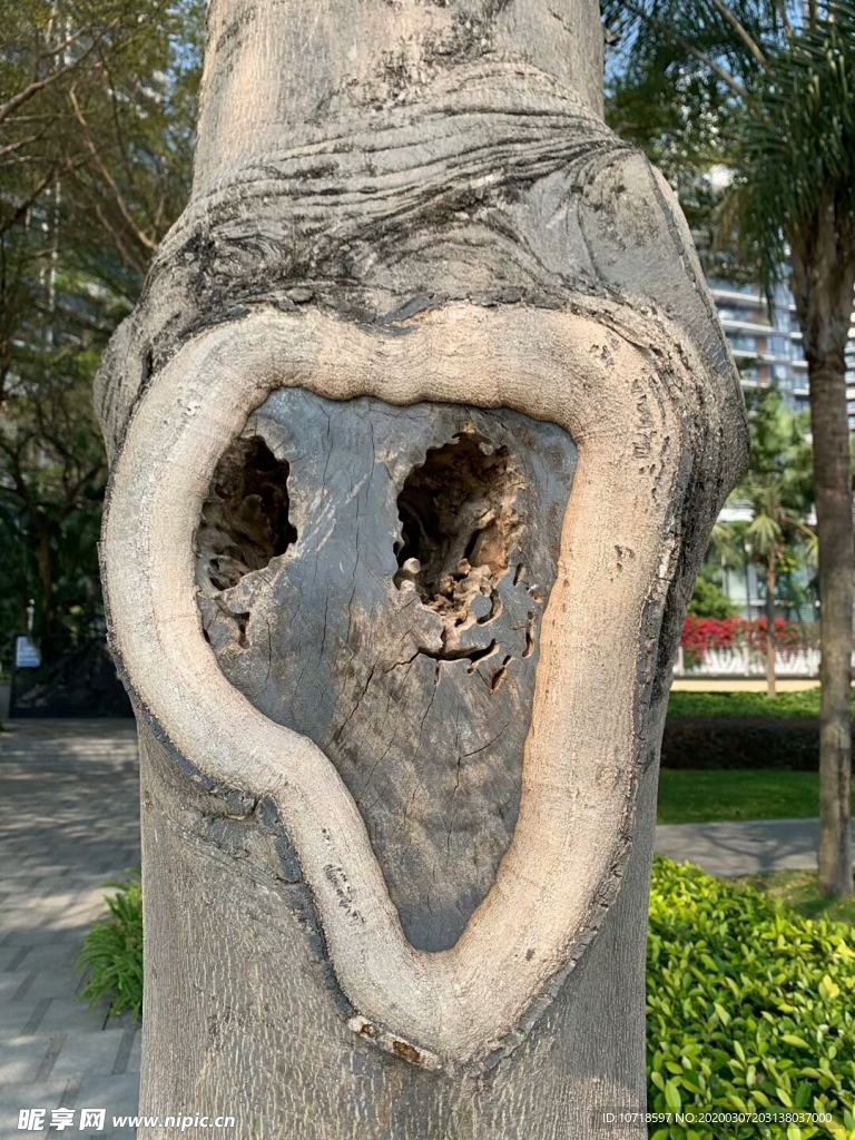 古树