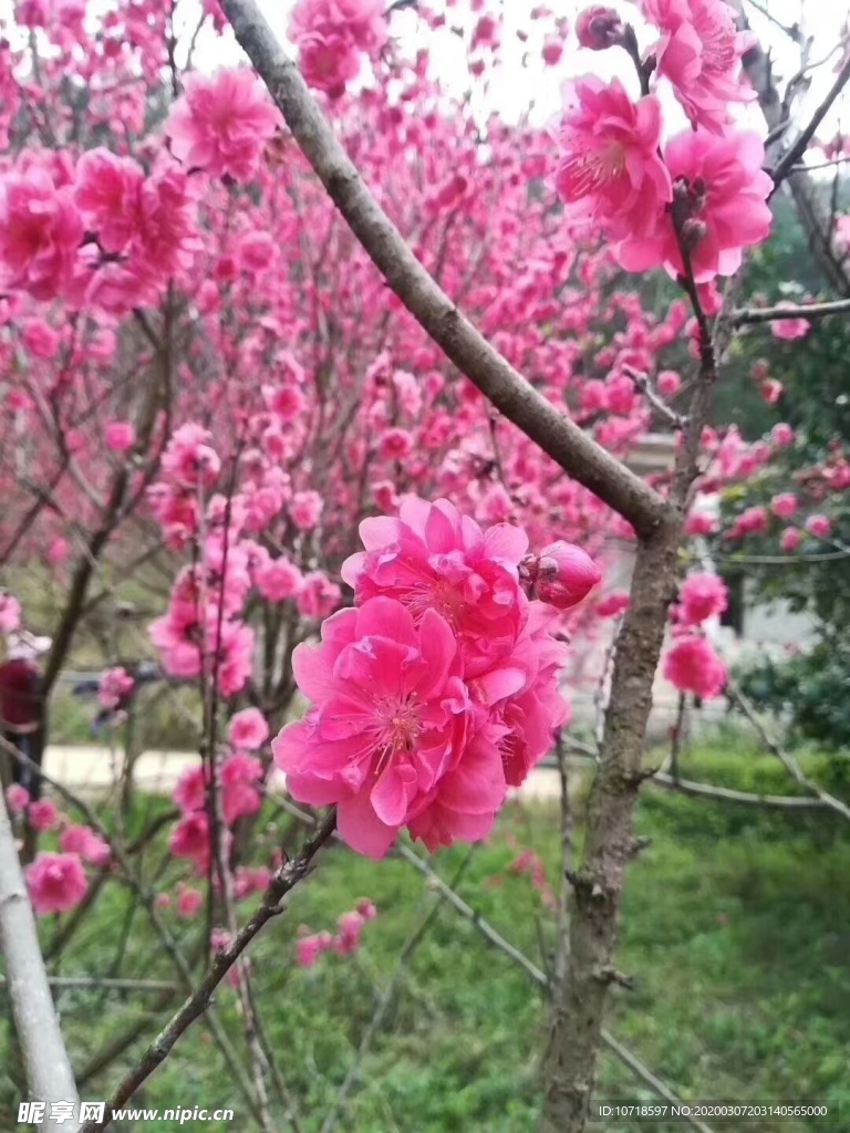 桃花