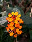 鲜花