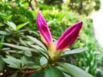 鲜花