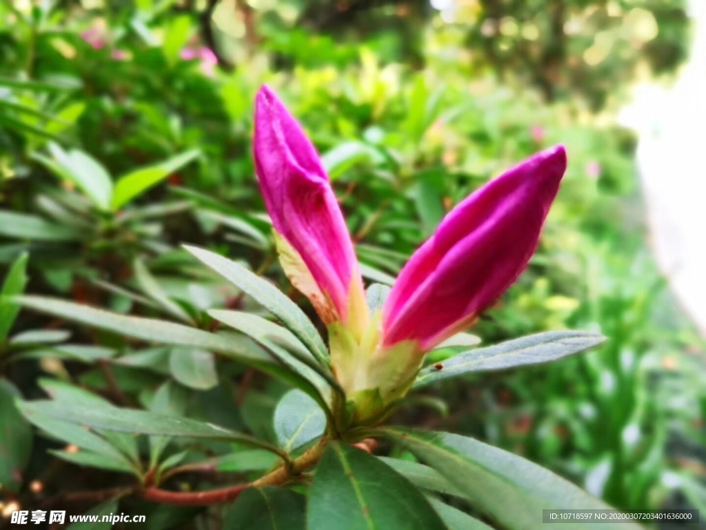 鲜花