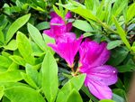 鲜花