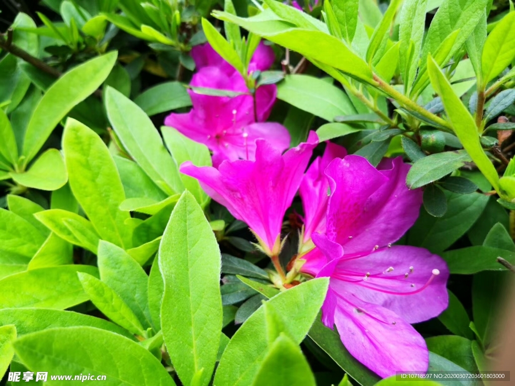 鲜花
