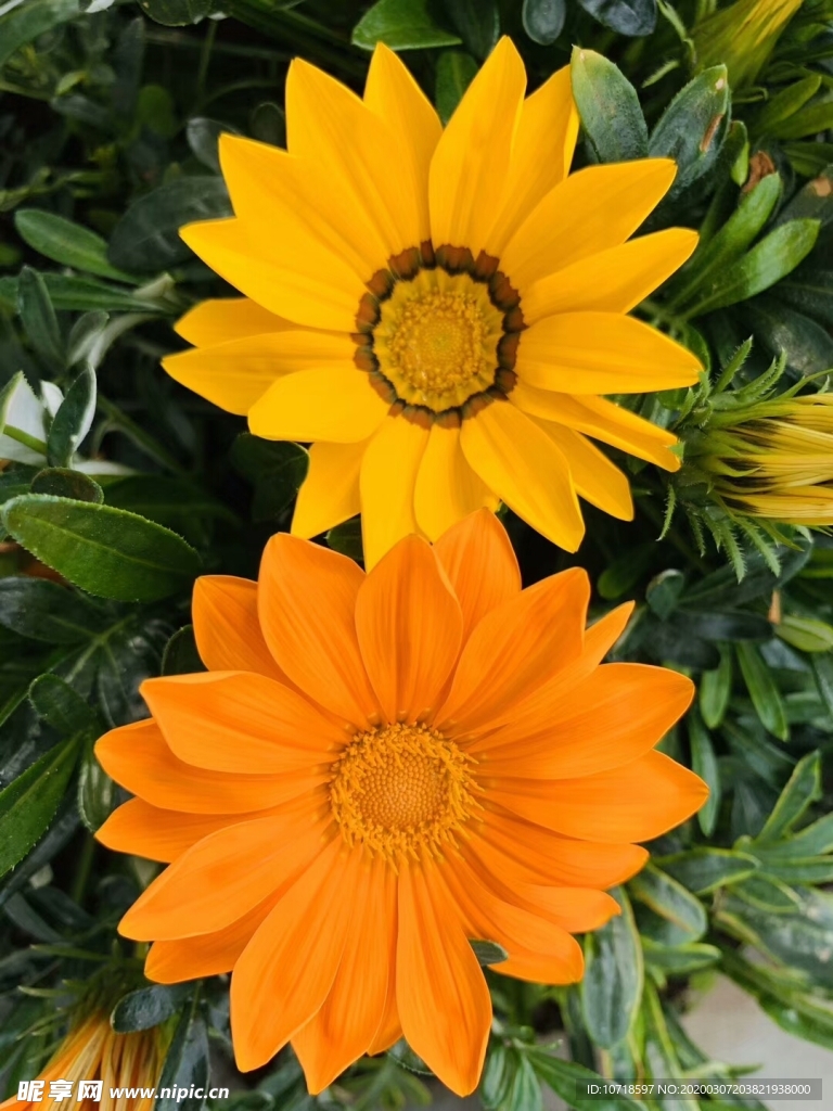花卉鲜花