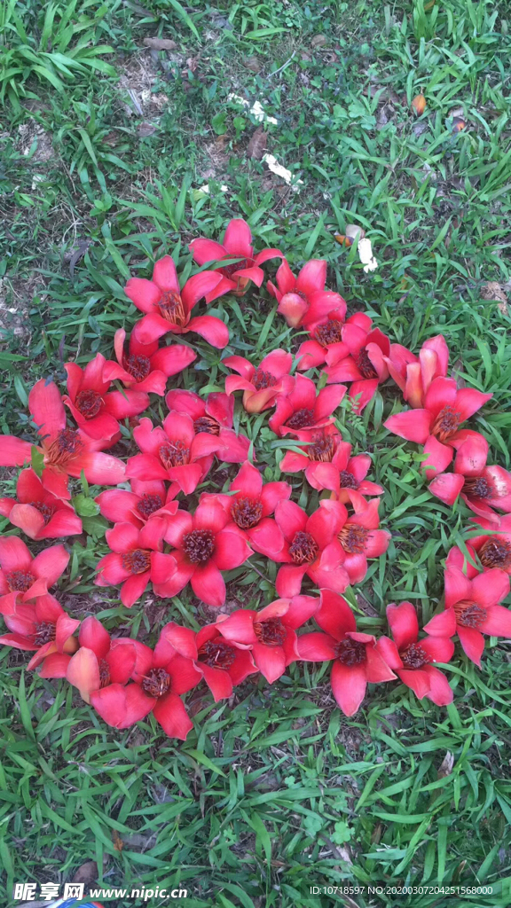 花卉鲜花