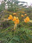 花卉鲜花