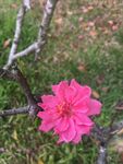 花卉鲜花