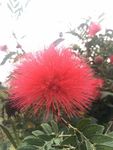 花卉鲜花