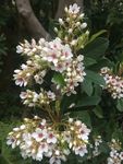 花卉鲜花