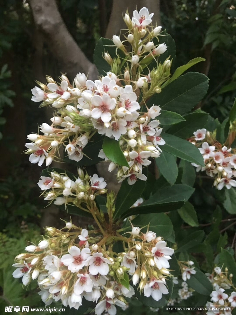 花卉鲜花