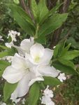 花卉鲜花