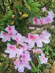 花卉鲜花