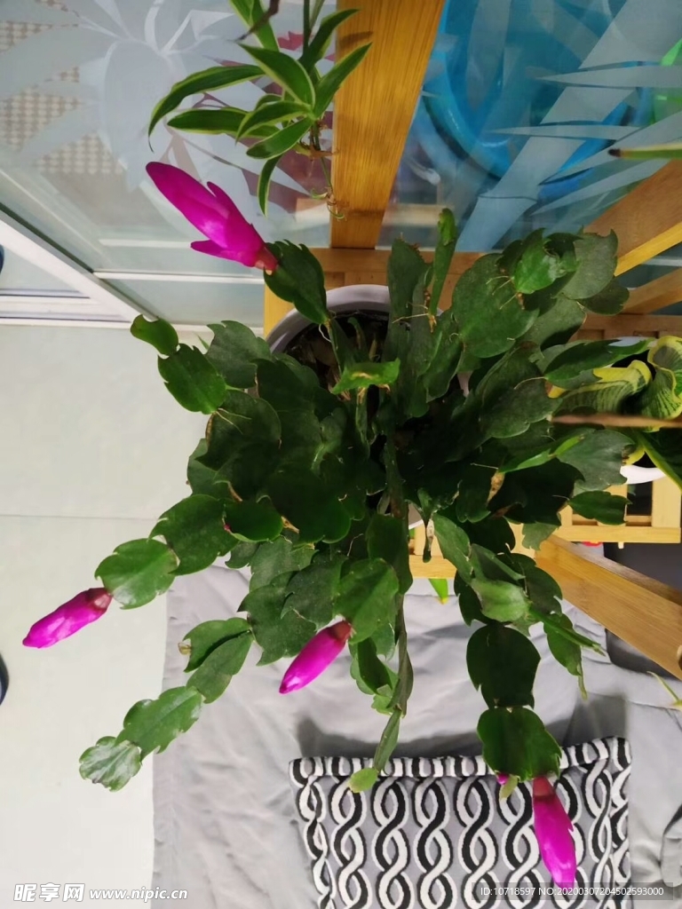 花卉鲜花