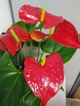 花卉鲜花