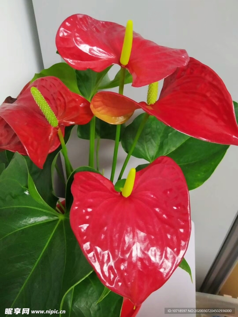 花卉鲜花