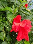 花卉鲜花