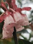 花卉鲜花