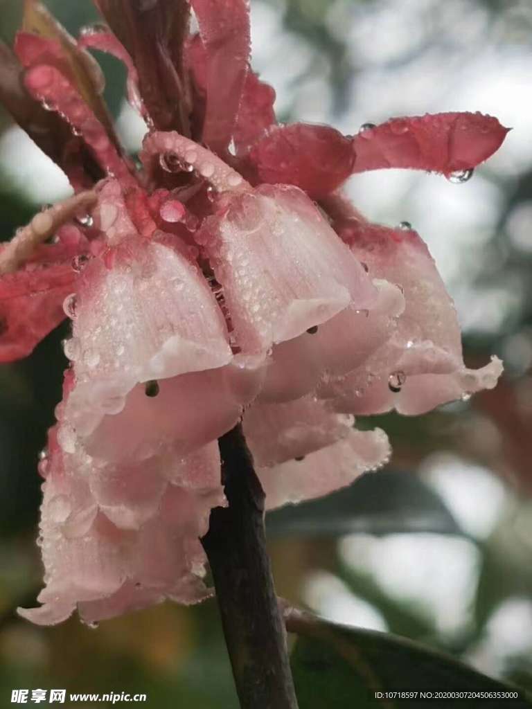 花卉鲜花