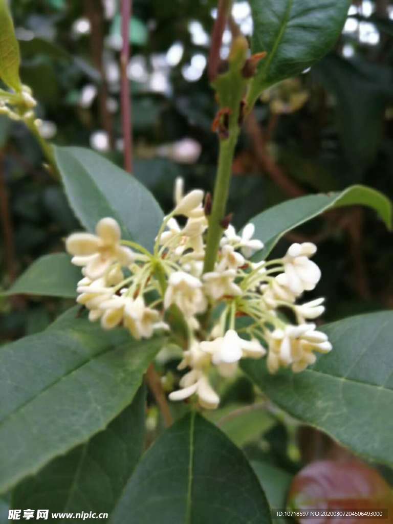 花卉鲜花