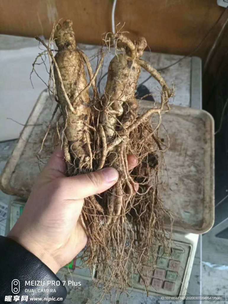 树根 人参