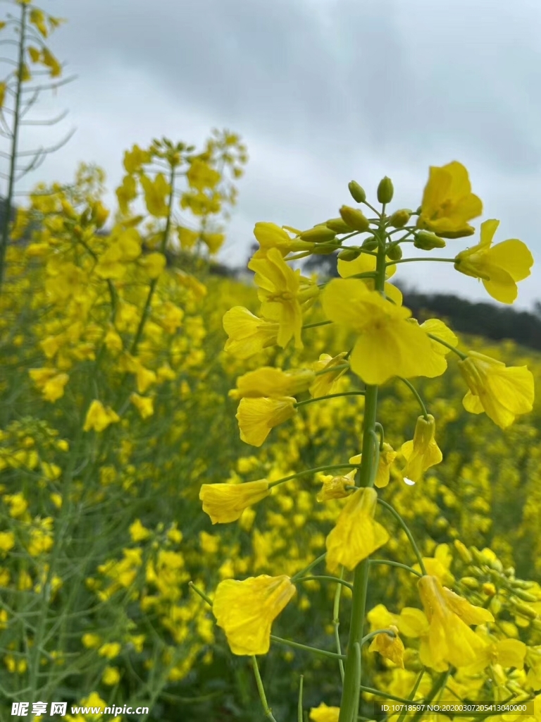 油菜花