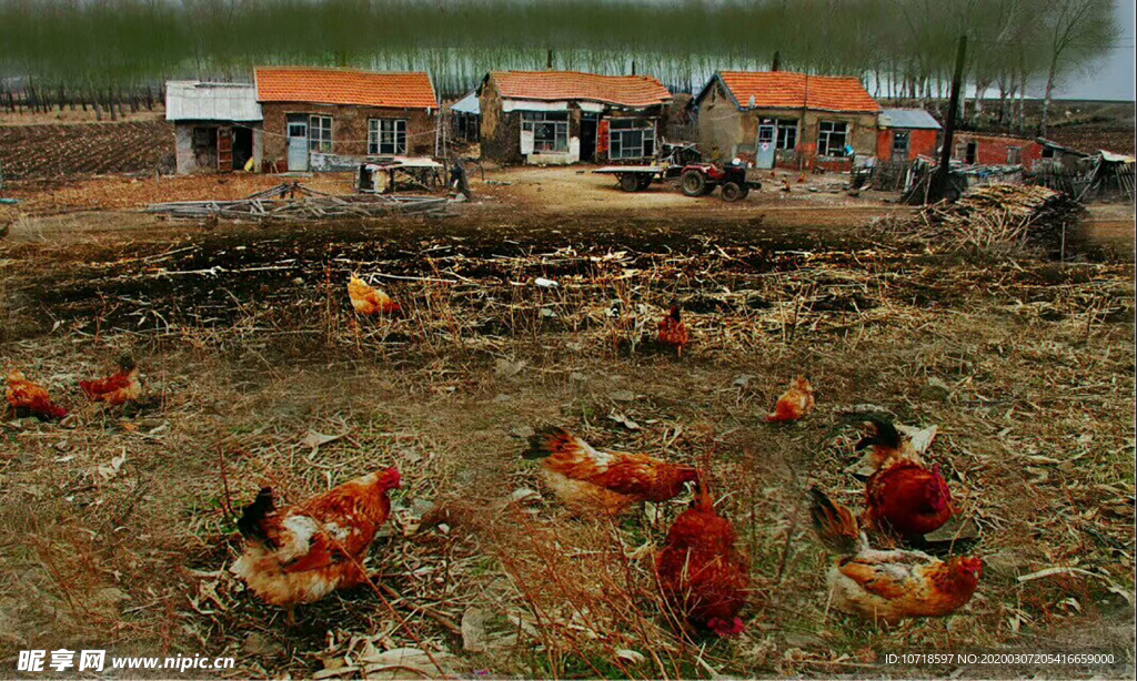走地鸡