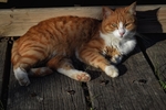 猫
