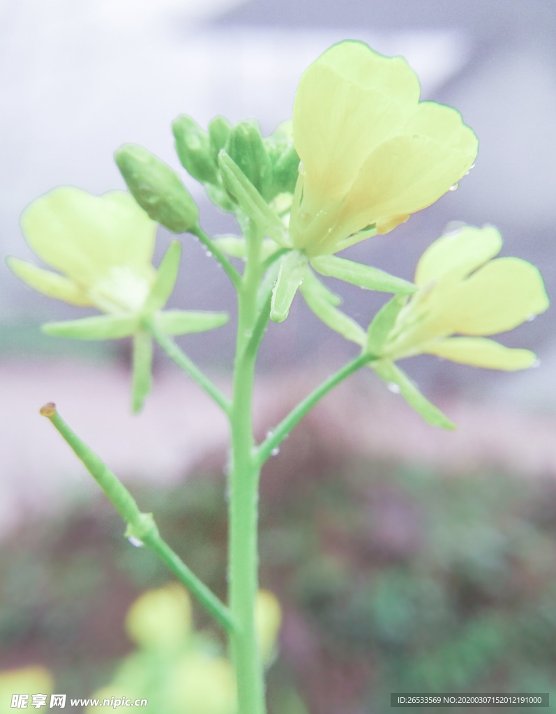 油菜花 春天 小清新 花朵