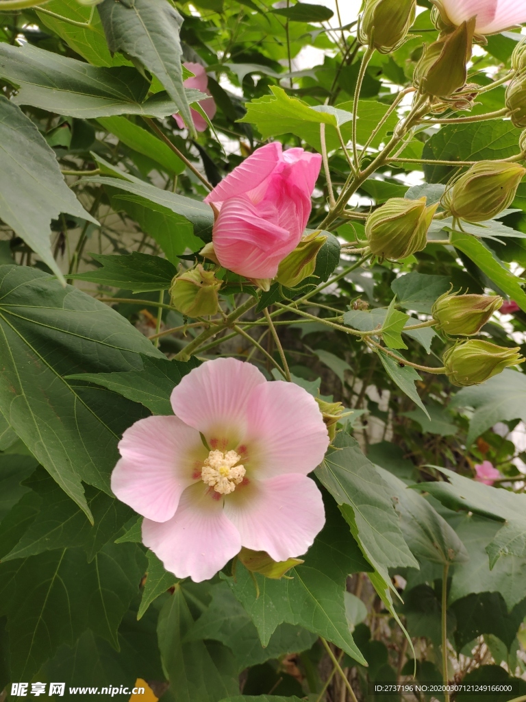 植物