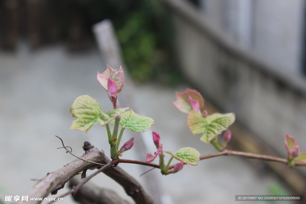 葡萄芽