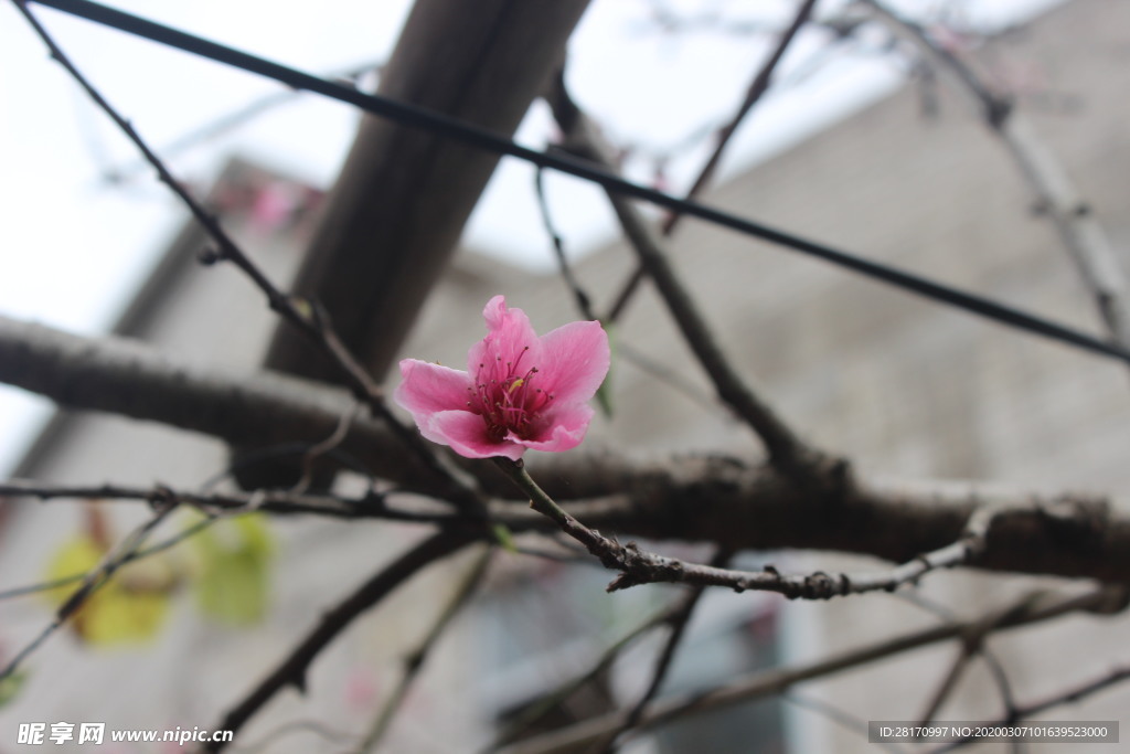 桃花