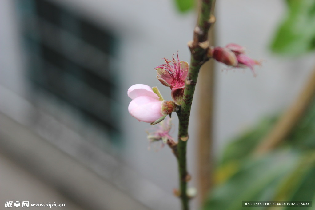 桃花苞