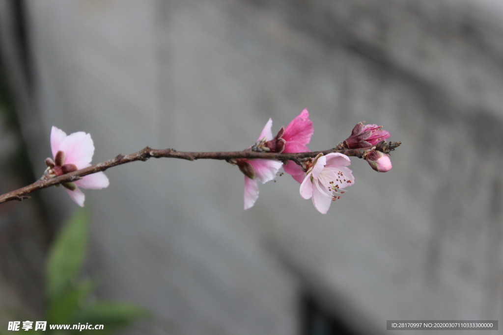 桃花 桃枝