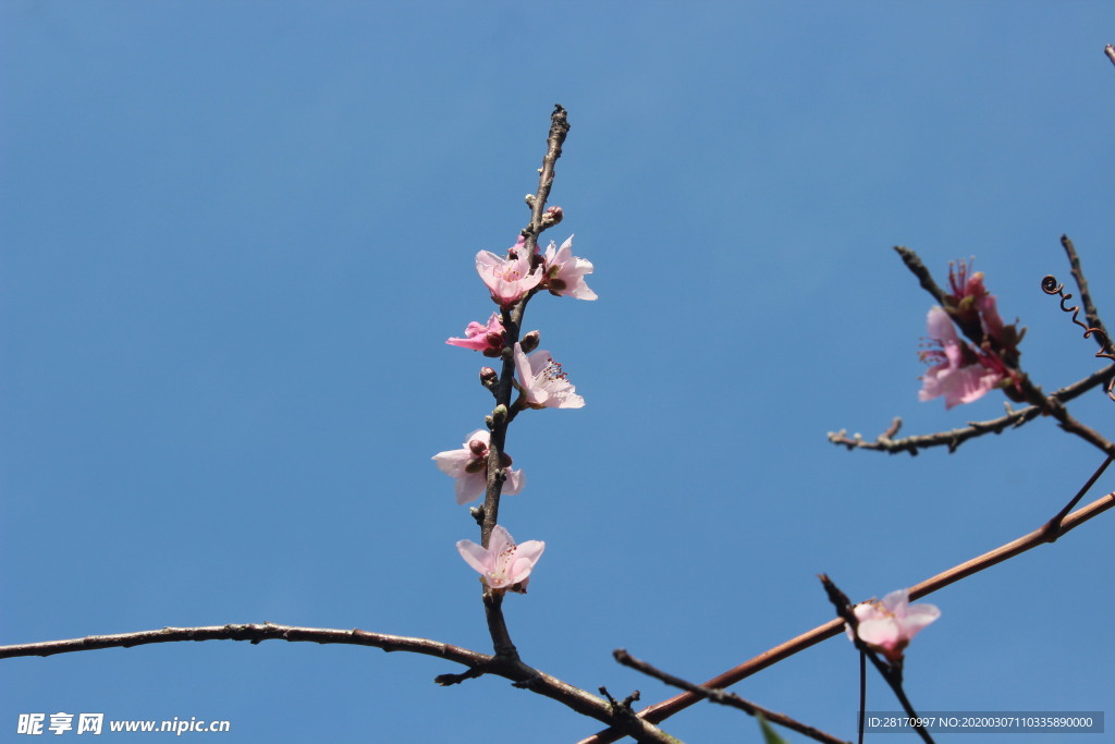 桃枝 桃花