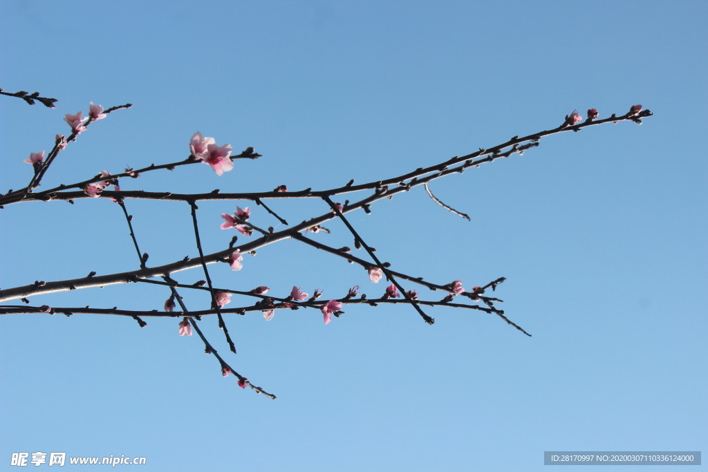 蓝天下桃花枝